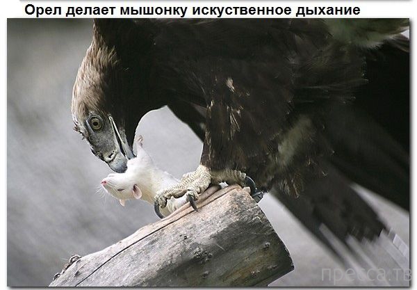 � ������ � ������� ����� ������� (9 ����)