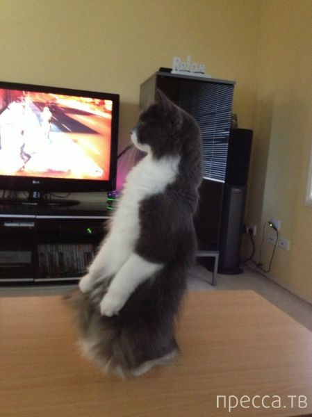 ����� � �������� ��������, ����� 4 (42 ����)