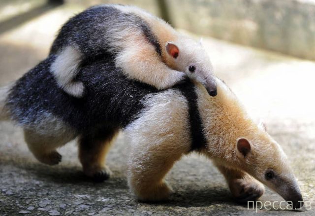 ����� � �������� ��������, ����� 4 (42 ����)