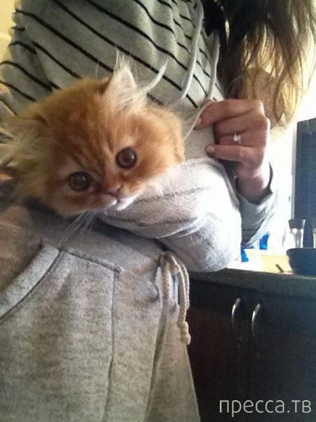 ����� � �������� ��������, ����� 4 (42 ����)