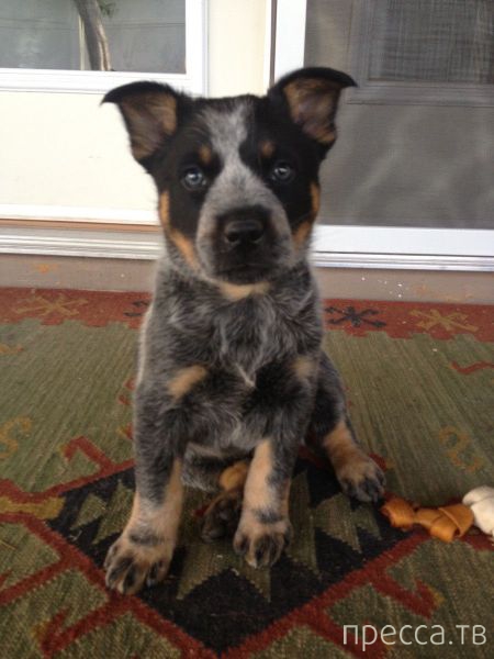 ����� � �������� ��������, ����� 4 (42 ����)