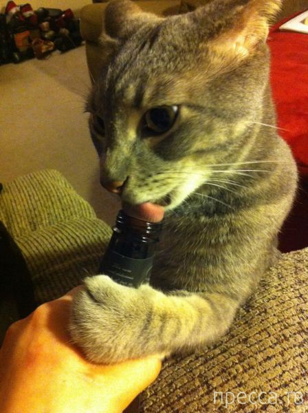 ����� � �������� ��������, ����� 4 (42 ����)