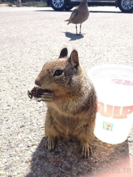 ����� � �������� ��������, ����� 4 (42 ����)