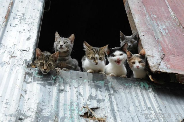 ����� � �������� ��������, ����� 4 (42 ����)