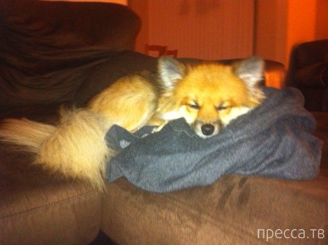 ����� � �������� ��������, ����� 4 (42 ����)