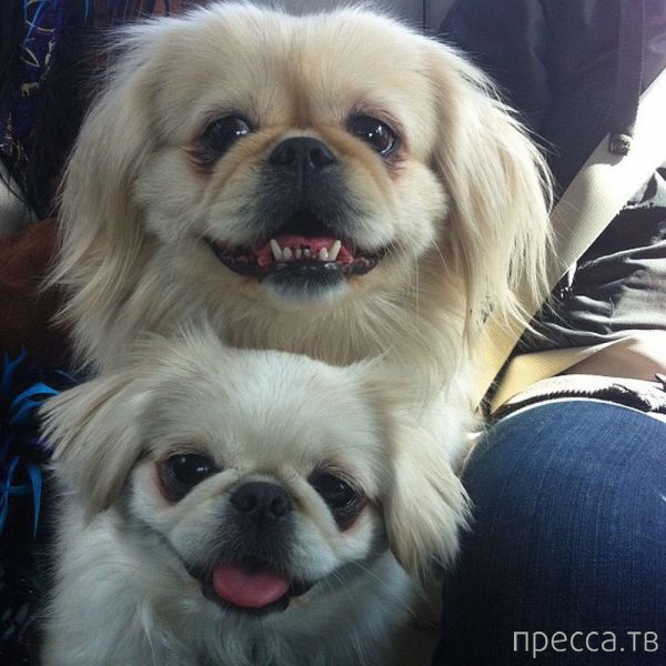 ����� � �������� ��������, ����� 4 (42 ����)