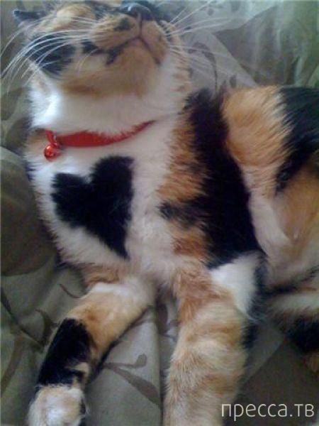 ����� � �������� ��������, ����� 4 (42 ����)