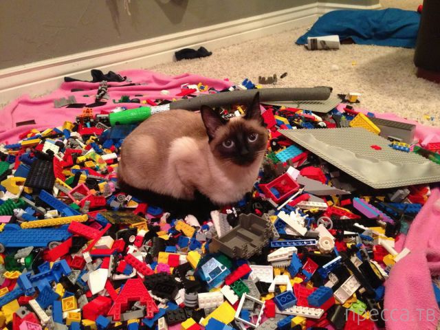 ����� � �������� ��������, ����� 4 (42 ����)