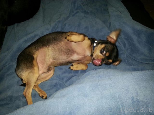 ����� � �������� ��������, ����� 4 (42 ����)