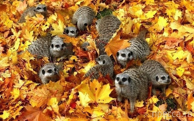 ����� � �������� ��������, ����� 4 (42 ����)