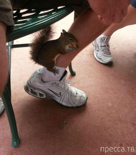 ����� � �������� ��������, ����� 4 (42 ����)