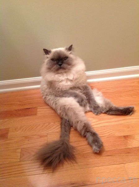 ����� � �������� ��������, ����� 4 (42 ����)