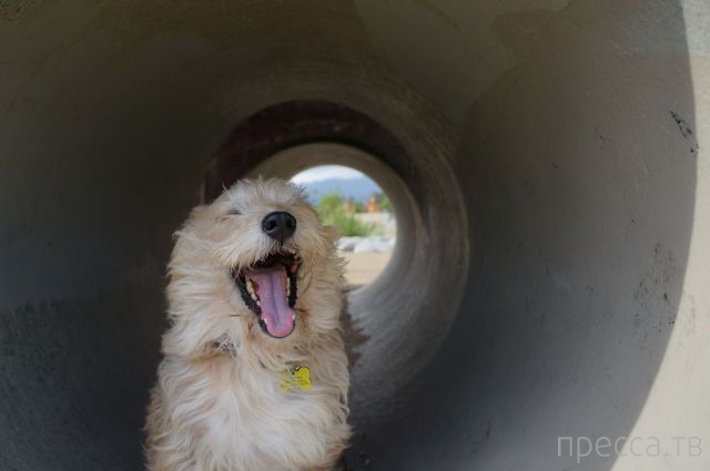 ����� � �������� ��������, ����� 4 (42 ����)