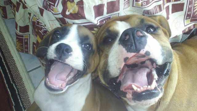 ����� � �������� ��������, ����� 4 (42 ����)