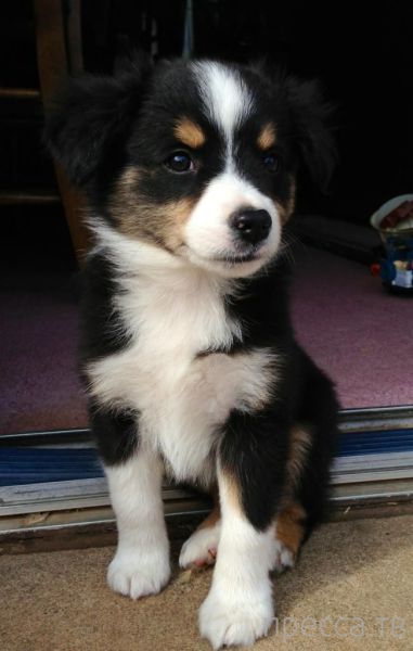 ����� � �������� ��������, ����� 4 (42 ����)