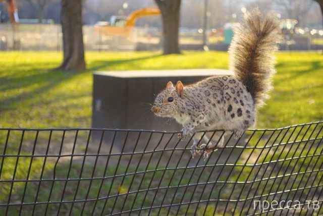 ����� � �������� ��������, ����� 4 (42 ����)