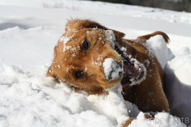 ����� � �������� ��������, ����� 4 (42 ����)