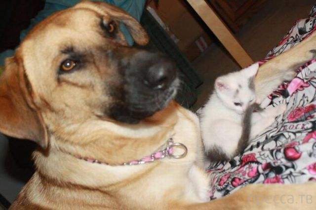 ����� � �������� ��������, ����� 4 (42 ����)