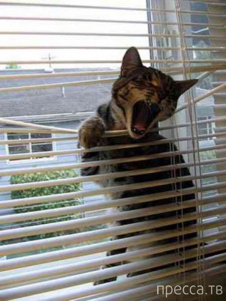 ����� � �������� ��������, ����� 4 (42 ����)