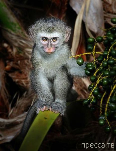 ����� � �������� ��������, ����� 4 (42 ����)