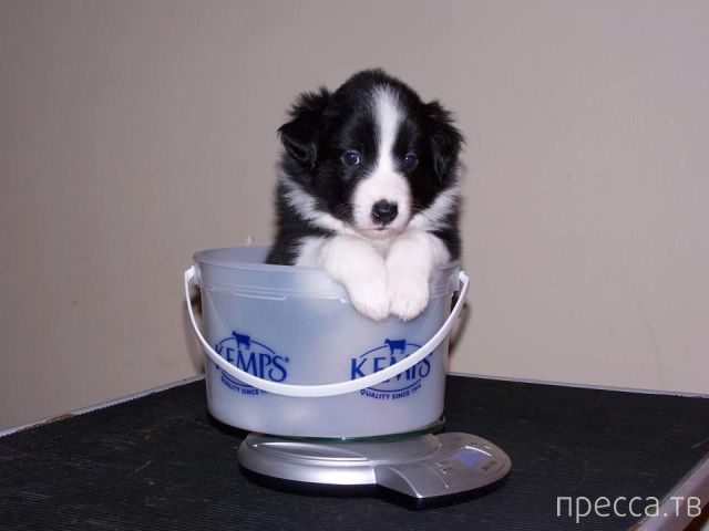 ����� � �������� ��������, ����� 4 (42 ����)