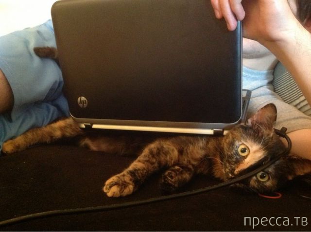 ����� � �������� ��������, ����� 4 (42 ����)