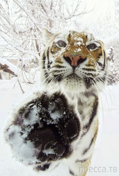 ����� � �������� ��������, ����� 4 (42 ����)