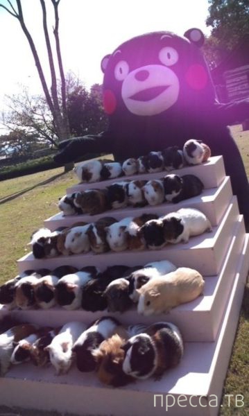 ����� � �������� ��������, ����� 4 (42 ����)