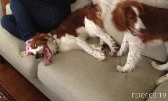 ����� � �������� ��������, ����� 4 (42 ����)