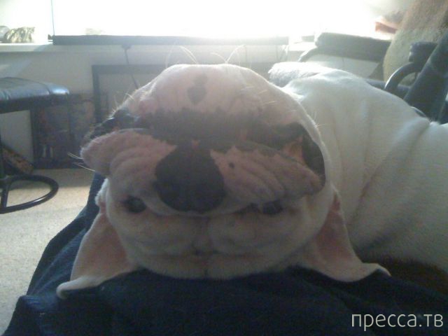 ����� � �������� ��������, ����� 4 (42 ����)