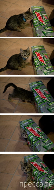 ����� � �������� ��������, ����� 4 (42 ����)