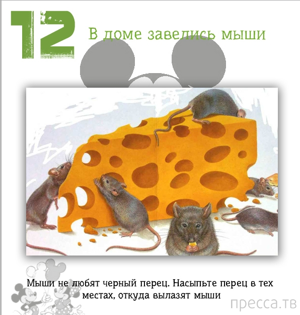 �������� ������ ��� ���� (13 ����)