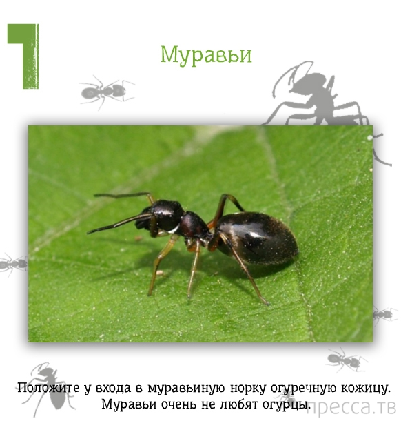 �������� ������ ��� ���� (13 ����)