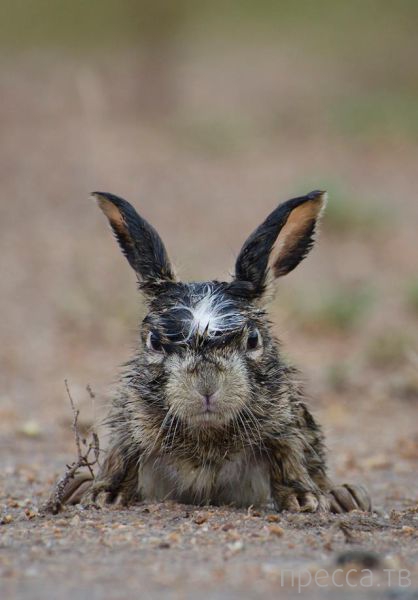 ����� �������� - �������� ��������, ����� 3 (47 ����)