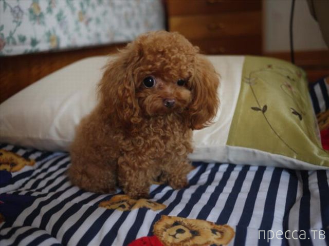 ����� �������� - �������� ��������, ����� 3 (47 ����)