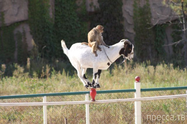 ����� �������� - �������� ��������, ����� 3 (47 ����)