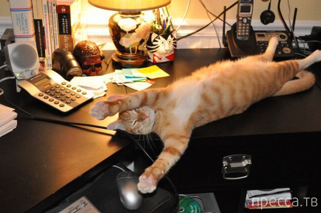 ����� �������� - �������� ��������, ����� 3 (47 ����)