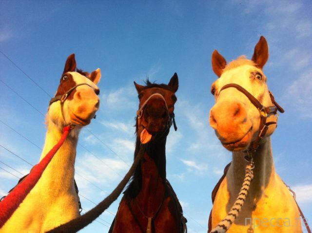 ����� �������� - �������� ��������, ����� 3 (47 ����)