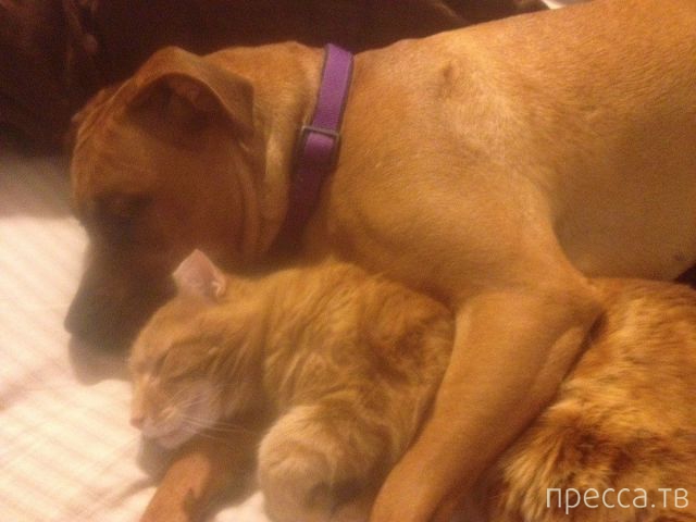 ����� �������� - �������� ��������, ����� 3 (47 ����)