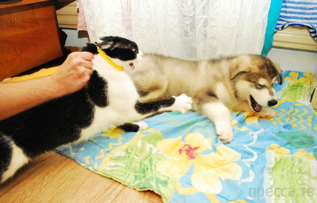 ����� �������� - �������� ��������, ����� 3 (47 ����)