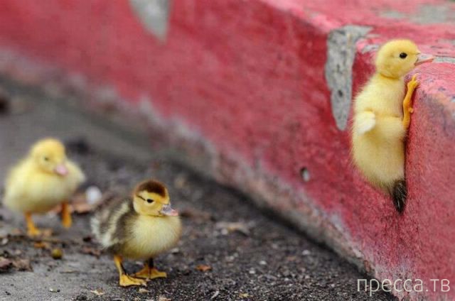 ����� �������� - �������� ��������, ����� 3 (47 ����)