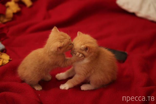 ����� �������� - �������� ��������, ����� 3 (47 ����)