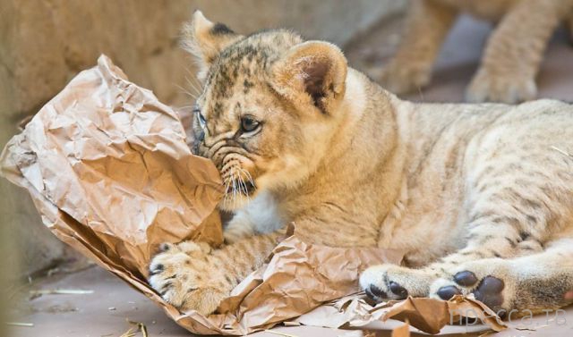 ����� �������� - �������� ��������, ����� 4 (48 ����)