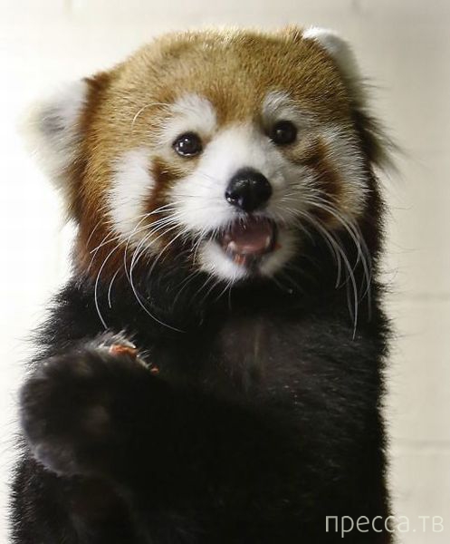 ����� �������� - �������� ��������, ����� 4 (48 ����)