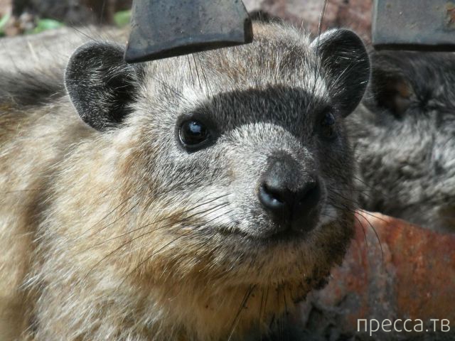 ����� �������� - �������� ��������, ����� 4 (48 ����)