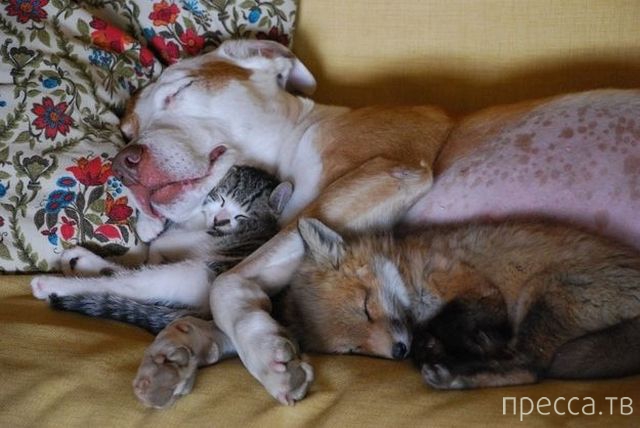 ����� �������� - �������� ��������, ����� 4 (48 ����)