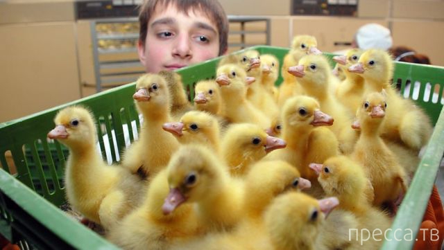 ����� �������� - �������� ��������, ����� 4 (48 ����)