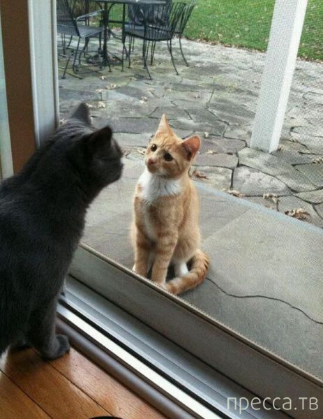 ����� �������� - �������� ��������, ����� 4 (48 ����)