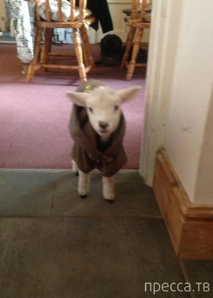 ����� �������� - �������� ��������, ����� 4 (48 ����)