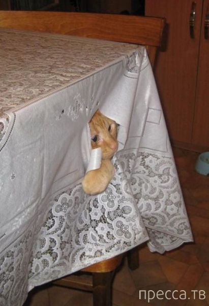 ����� �������� - �������� ��������, ����� 4 (48 ����)